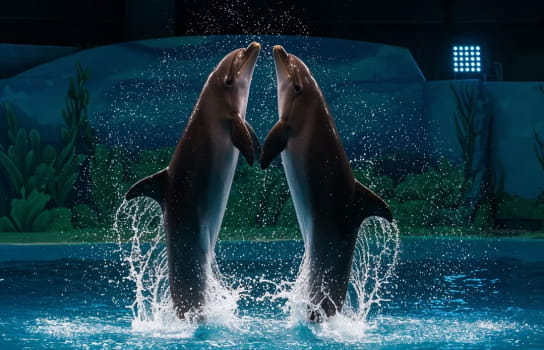 Dubai Dolphinarium
