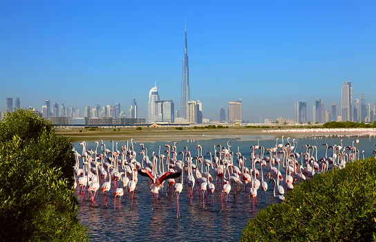 Ras Al Khor Wildlife Sanctuary